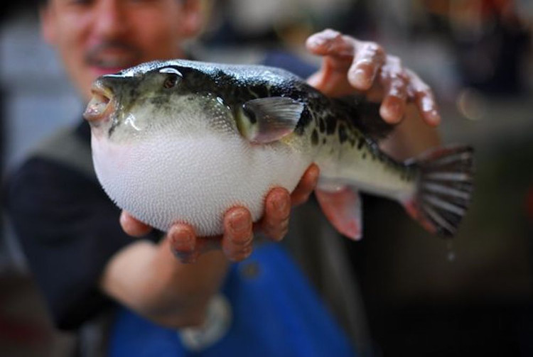 The arduous journey for Japanese chefs is allowed to process puffer fish