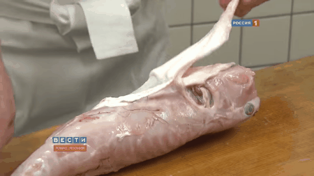 Picture 4 of The arduous journey for Japanese chefs is allowed to process puffer fish
