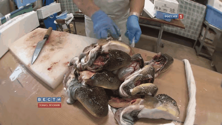 Picture 5 of The arduous journey for Japanese chefs is allowed to process puffer fish