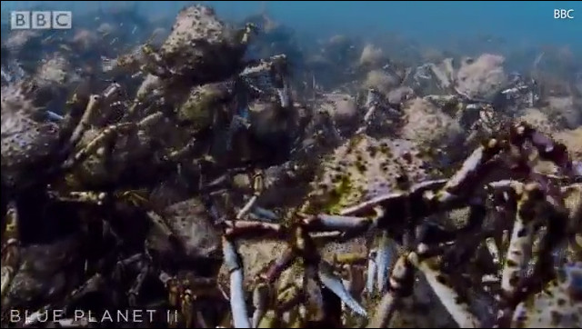 Picture 1 of The army of spider crabs crowded under the sea