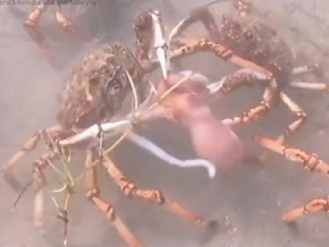 Picture 1 of The army of spider crabs tore octopus under the sea