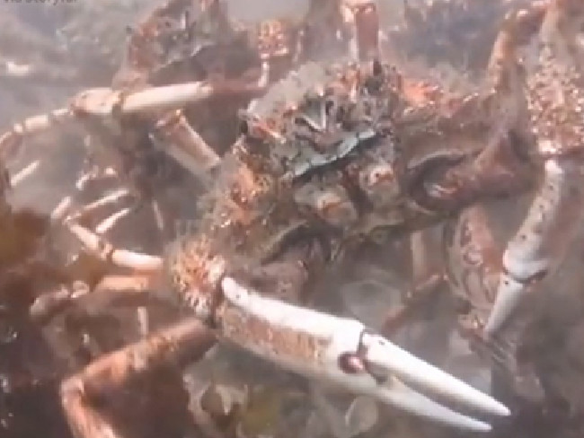 Picture 2 of The army of spider crabs tore octopus under the sea
