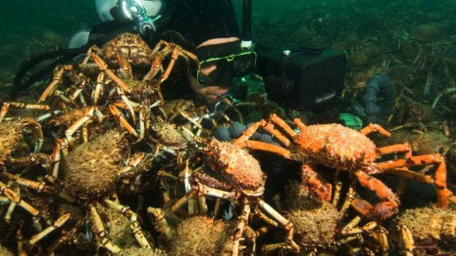 Picture 3 of The army of spider crabs tore octopus under the sea