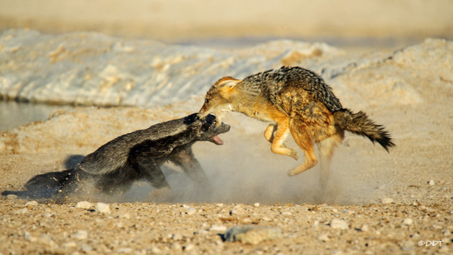 Picture 7 of The attack on the antelope is 20 times larger, the molasses is knocked flying