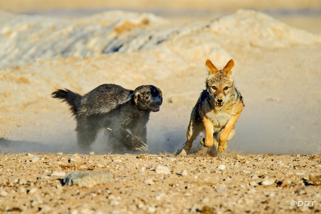 Picture 8 of The attack on the antelope is 20 times larger, the molasses is knocked flying