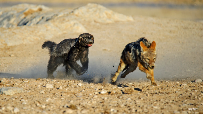 Picture 9 of The attack on the antelope is 20 times larger, the molasses is knocked flying