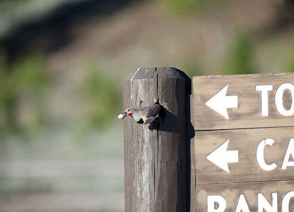 The attacker takes the place, the ant knock brings new nest eggs images 7