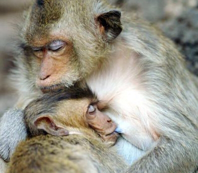 Picture 1 of The baboon monkey is the same as the human