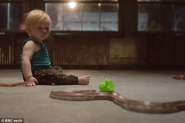 Picture 2 of The baby alone played with snakes and the scientific solution behind it