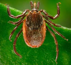 Picture 1 of The bacteria that cause Lyme disease originate in Europe before the Ice Age