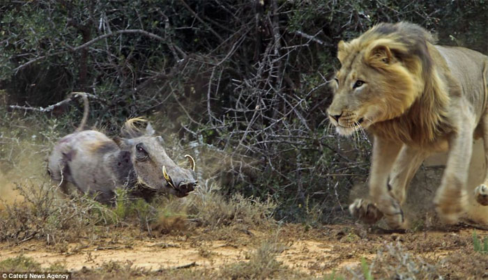 Picture 1 of The battle between wild boar and lion through photos