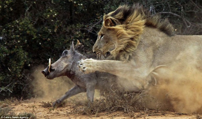 Picture 3 of The battle between wild boar and lion through photos