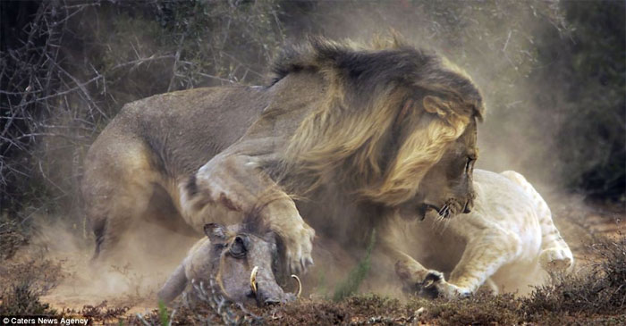 Picture 6 of The battle between wild boar and lion through photos