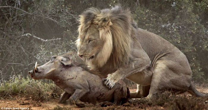 Picture 7 of The battle between wild boar and lion through photos
