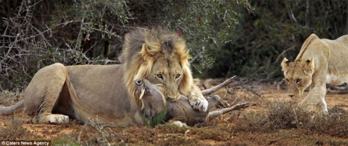Picture 9 of The battle between wild boar and lion through photos