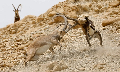 Picture 1 of The battle for the horns of the Nubia chamois