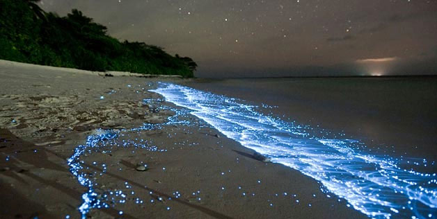 Picture 1 of The beach glows
