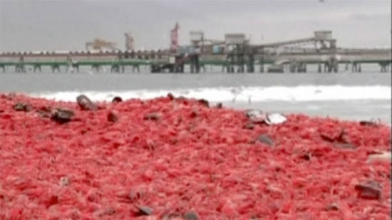 Picture 1 of The beach turns red because of shrimp body