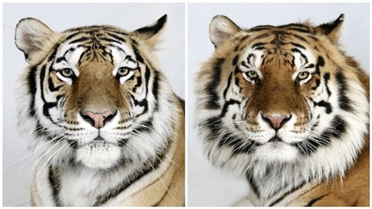 Picture 6 of The beauty of Asia 's lord of the jungle in feather colors