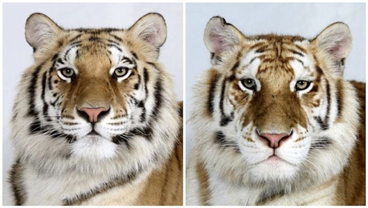 Picture 7 of The beauty of Asia 's lord of the jungle in feather colors