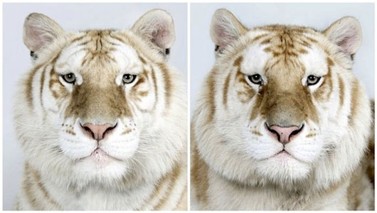 Picture 8 of The beauty of Asia 's lord of the jungle in feather colors