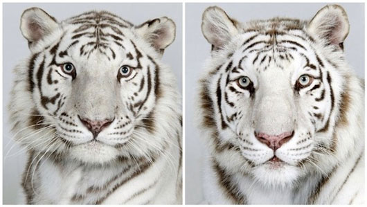 Picture 9 of The beauty of Asia 's lord of the jungle in feather colors