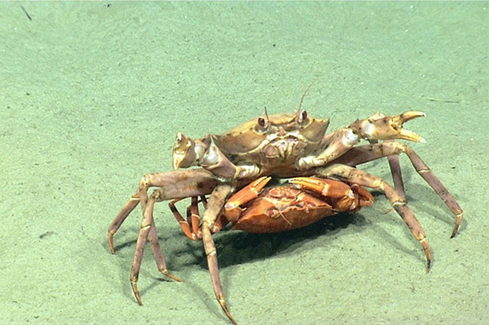 Picture 10 of The beauty of creatures on the ocean floor