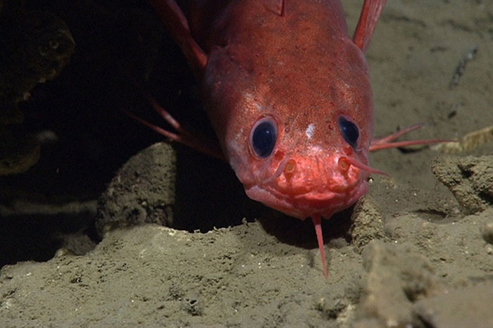 Picture 2 of The beauty of creatures on the ocean floor