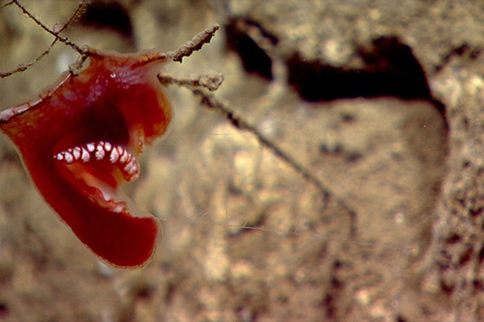 Picture 3 of The beauty of creatures on the ocean floor