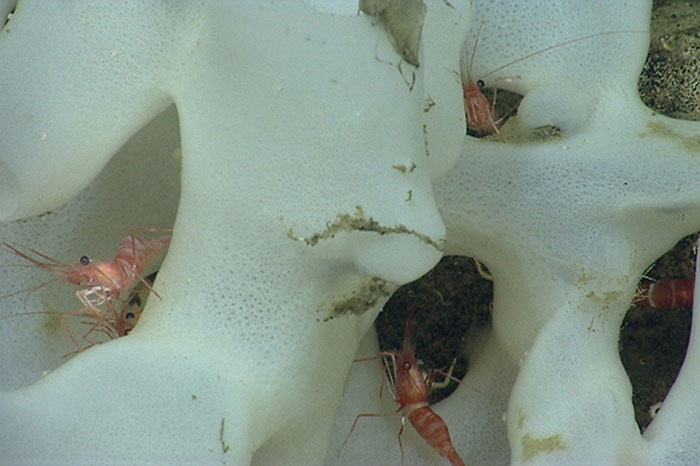 Picture 4 of The beauty of creatures on the ocean floor