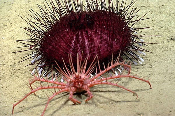 Picture 5 of The beauty of creatures on the ocean floor