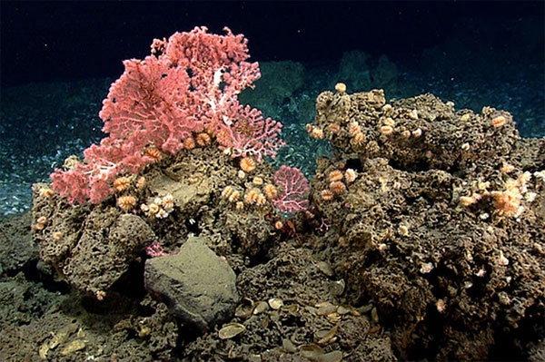 Picture 6 of The beauty of creatures on the ocean floor