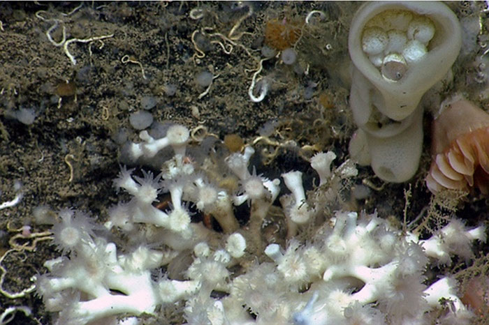 Picture 7 of The beauty of creatures on the ocean floor