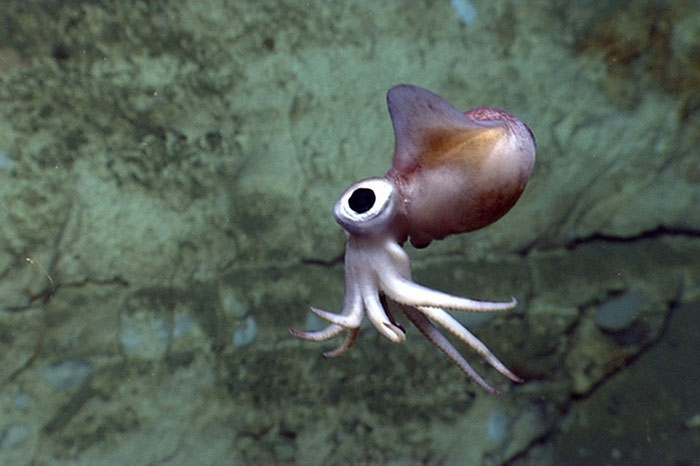 Picture 8 of The beauty of creatures on the ocean floor