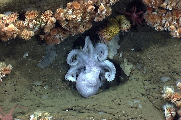 Picture 9 of The beauty of creatures on the ocean floor