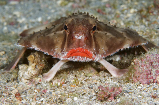 Picture 1 of The beauty of deep-sea animals