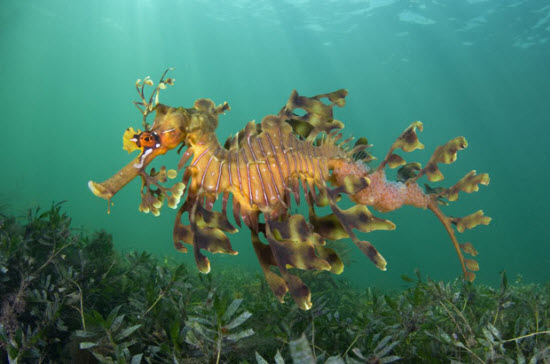 Picture 10 of The beauty of deep-sea animals