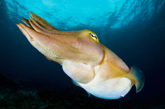 Picture 11 of The beauty of deep-sea animals