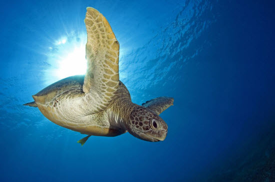 Picture 12 of The beauty of deep-sea animals