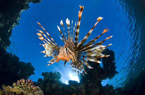 Picture 13 of The beauty of deep-sea animals