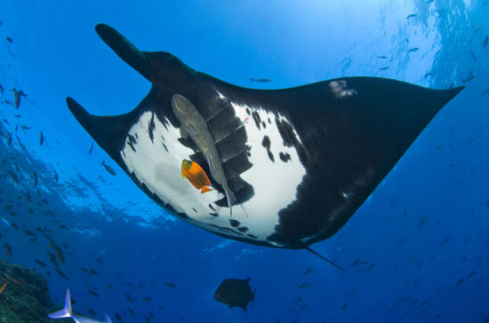Picture 14 of The beauty of deep-sea animals