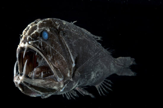 Picture 2 of The beauty of deep-sea animals