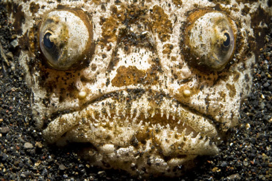 Picture 3 of The beauty of deep-sea animals