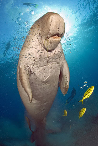 Picture 4 of The beauty of deep-sea animals