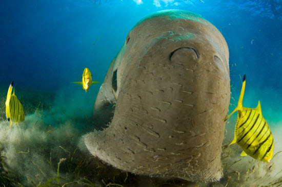 Picture 5 of The beauty of deep-sea animals