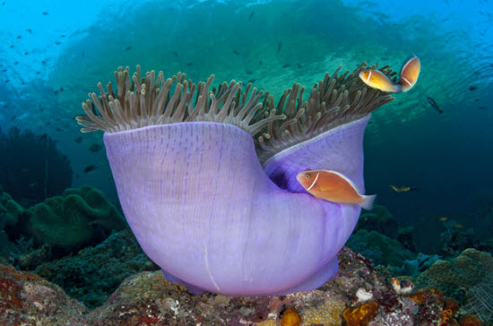 Picture 6 of The beauty of deep-sea animals
