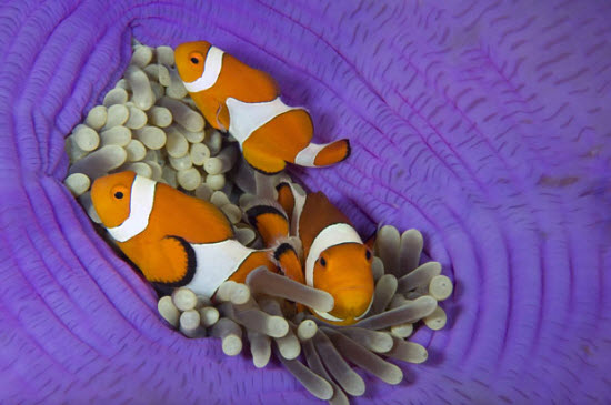 Picture 7 of The beauty of deep-sea animals