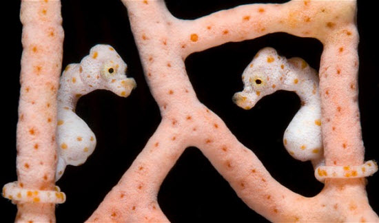 Picture 8 of The beauty of deep-sea animals