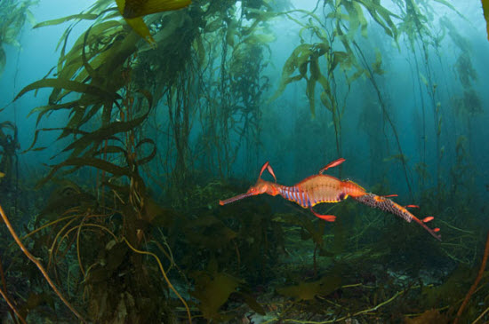 Picture 9 of The beauty of deep-sea animals