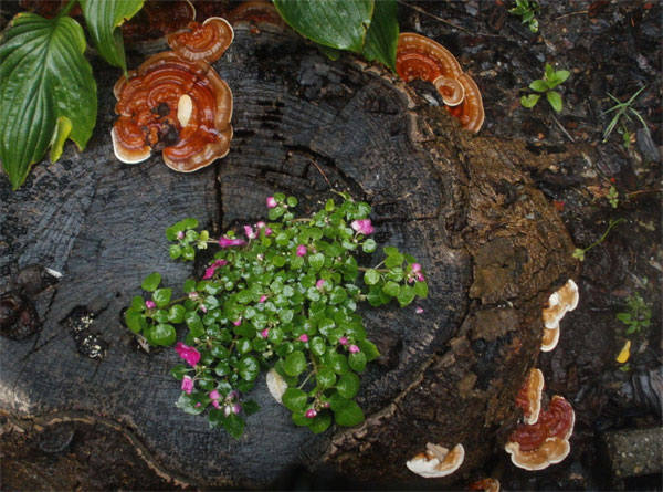 Picture 1 of The beauty of Ganoderma